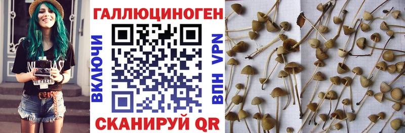 Купить где  Белозерск  Псилоцибиновые грибы Magic Shrooms 